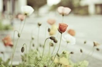 让我们看看女神在女神日组织的快乐句子