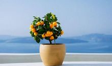 描写老人笑的开心句子