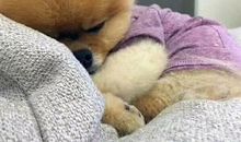 冬天太冷了想冬眠的说说