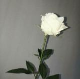 并非所有婚姻都是通畅易行的