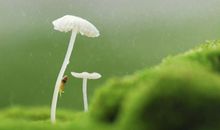 写亲情的优美的句子