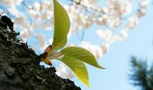 赞美抒情亲情的句子