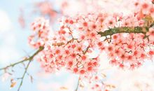 桃花开了发朋友圈说说 朋友圈发桃花开了配文