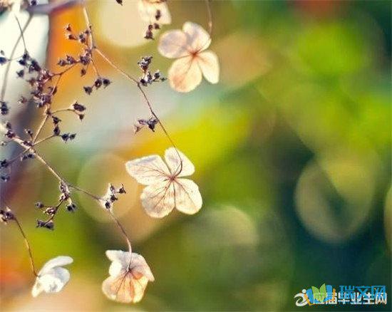 成熟的麦穗低着头