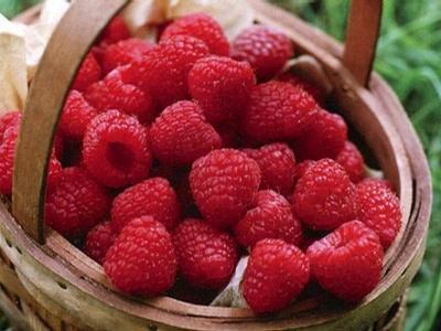 红色是枫叶的外衣