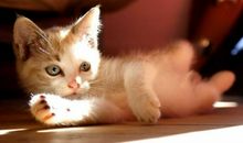 用亲情是防写句子