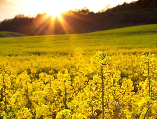 以下是编辑者组织的优美的[秋天的句子和简短句子]
