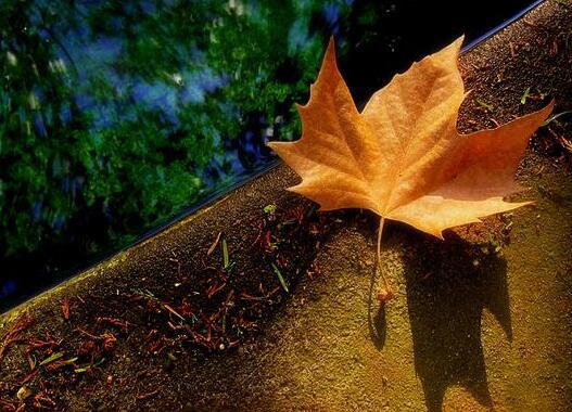 树上的稀疏叶子像干烟叶一样干燥