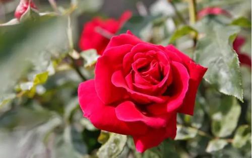 白玫瑰代表纯洁