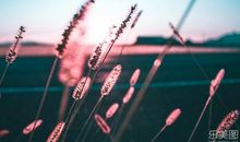 表示亲情更在于陪伴句子