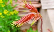 春天吃香椿的说说 香椿炒鸡蛋的说说