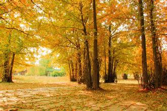    关于银杏树的漂亮句子  1