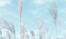 拼搏努力的励志句子