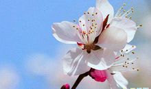 春暖花开的短句 春暖花开的朋友圈说说