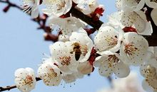 描写杏花的句子