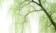 有关描写柳树的诗句