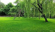 描写杨柳的诗句