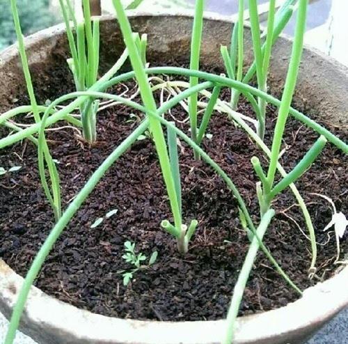 许多人在阳台上种花