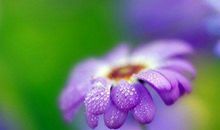 祝闺密天天开心的句子