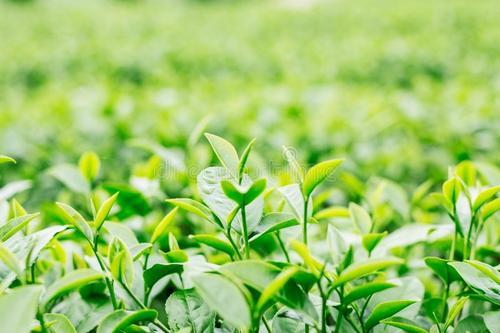 茶叶不会因沸腾的水而漂浮