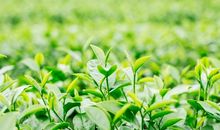 描写茶叶的句子