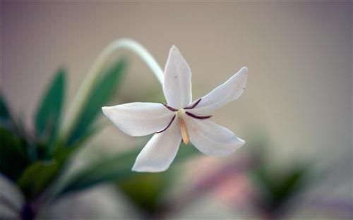 在第一战中向所有人员致敬