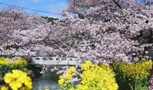 心静的早安句子