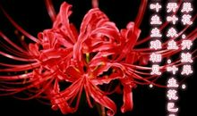 彼岸花的个性签名