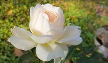 感叹人生生老病死的心情说说