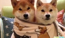 抖音调皮搞笑的句子 抖音酷到爆的句子搞笑