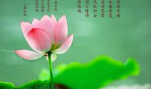 赞美荷花的诗句有哪些