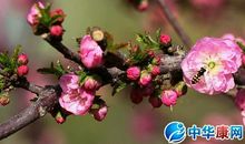 描写春花的诗句大全