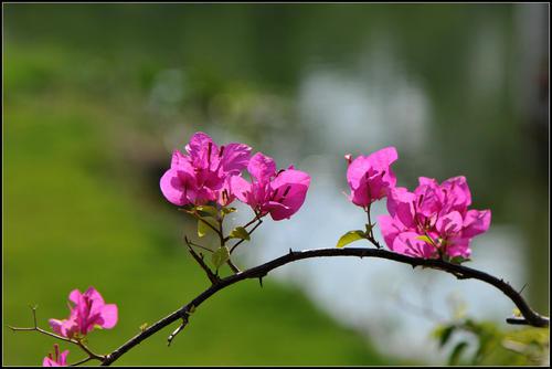 编辑编辑了一些有关家庭之爱的简短句子