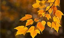 关于秋天的说说