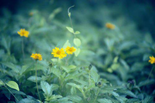 编辑编辑了一些有关写浓情的句子