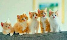 父母感恩老师的句子