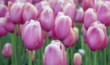 发朋友圈郁金香的说说 赏郁金香的心情说说