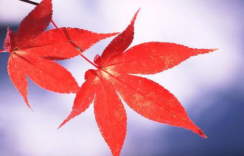 我写了一些关于激发自己每天快乐的句子