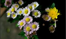 只愿你开心的句子