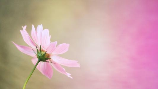 编辑编辑了一些感性和不愉快的句子