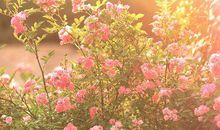 酒店客户短信问候