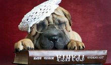 讽刺狗眼看人低的句子 骂狗眼看人低的说说