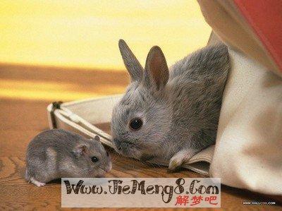   梦见被兔子咬伤