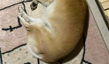 形容呼噜声大搞笑说说