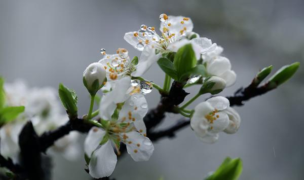    关于梨花的漂亮句子  1