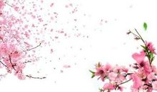 有关描写桃花的诗句