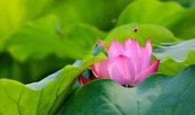 描写心静放松的句子