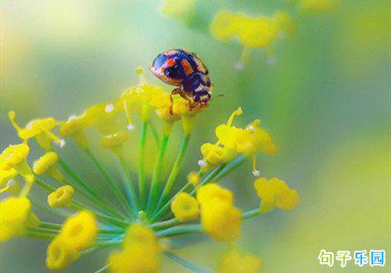 “小满” 宋欧阳修小满天追着热浪