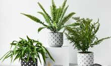 搜集有关亲情的句子