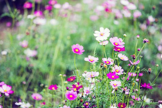 道路上的野花多么美丽